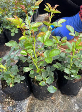 小苗蔷薇月季花苗果汁阳台开花玫瑰爬藤绿植室内盆栽四季好养藤本