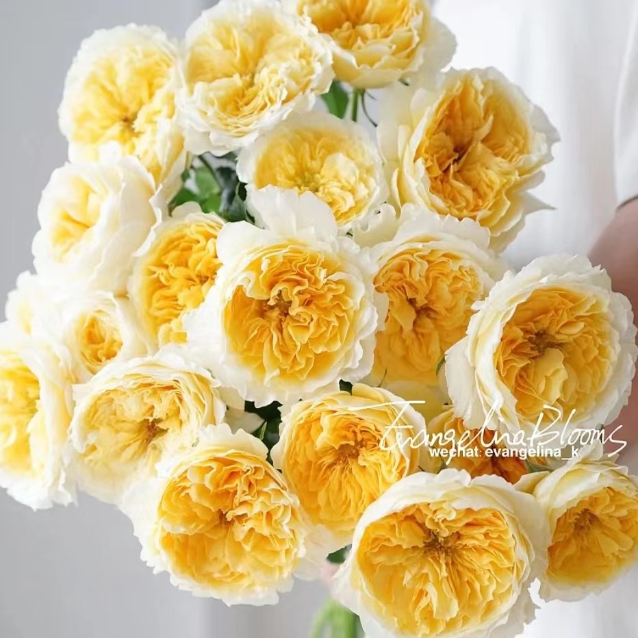 碧翠丝月季花苗大花玫瑰