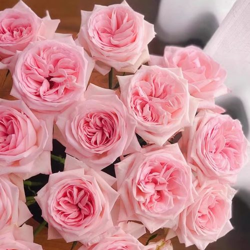 粉荔枝月季花苗大花玫瑰花盆栽