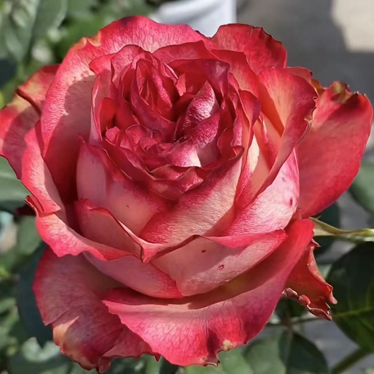 空竹月季花苗开花橙红玫瑰花盆栽