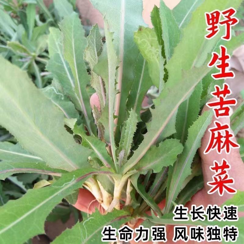 苦麻菜曲麻菜种子蔬菜香菜菠菜白菜生菜芹菜萝卜菜籽葱种大全四季