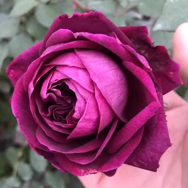 皇宫月季花苗大花浓香玫瑰花