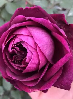 皇宫月季花苗开花特大花浓香紫色玫瑰花四季盆栽花卉植物树苗绿植