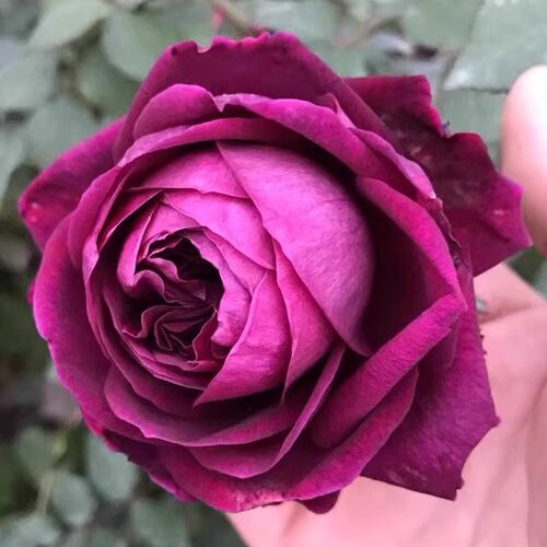 皇宫月季花苗大花浓香玫瑰花