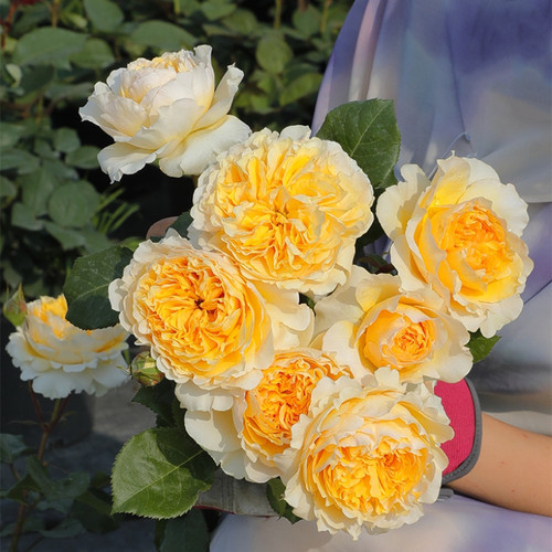 碧翠丝月季花苗大花玫瑰花盆栽