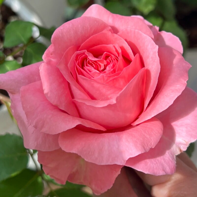 珊瑚果冻月季花苗重瓣四季开花