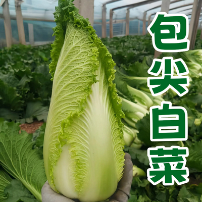 包尖白菜种子蔬菜豌豆香菜