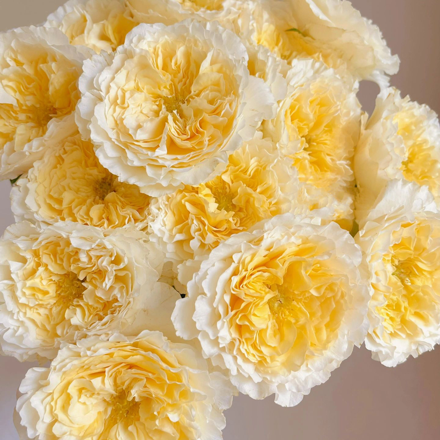 大苗碧翠丝月季花苗开花玫瑰四季盆栽花卉爬藤植物藤本蔷薇树绿植,鲜花速递/花卉仿真/绿植园艺,月季/蔷薇/玫瑰,淘宝优惠券,粉丝福利购,淘宝优惠卷