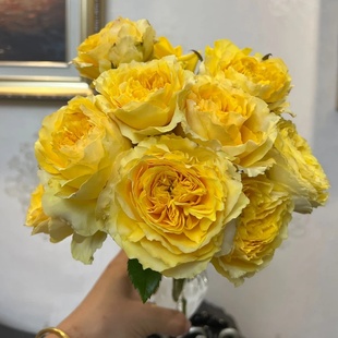 阳光笑容月季花苗开花大玫瑰花室内阳台盆栽四季好养花卉绿植树苗