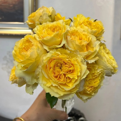 阳光笑容月季花苗开花黄色大花