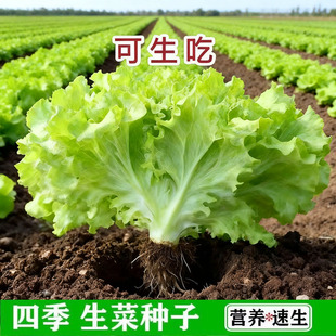 大速生菜菜种子蔬菜豌豆香菜菠菜白菜芹菜萝卜菜籽葱种大全四季