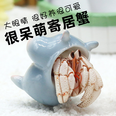 萌宠陆生寄居蟹活体～好养
