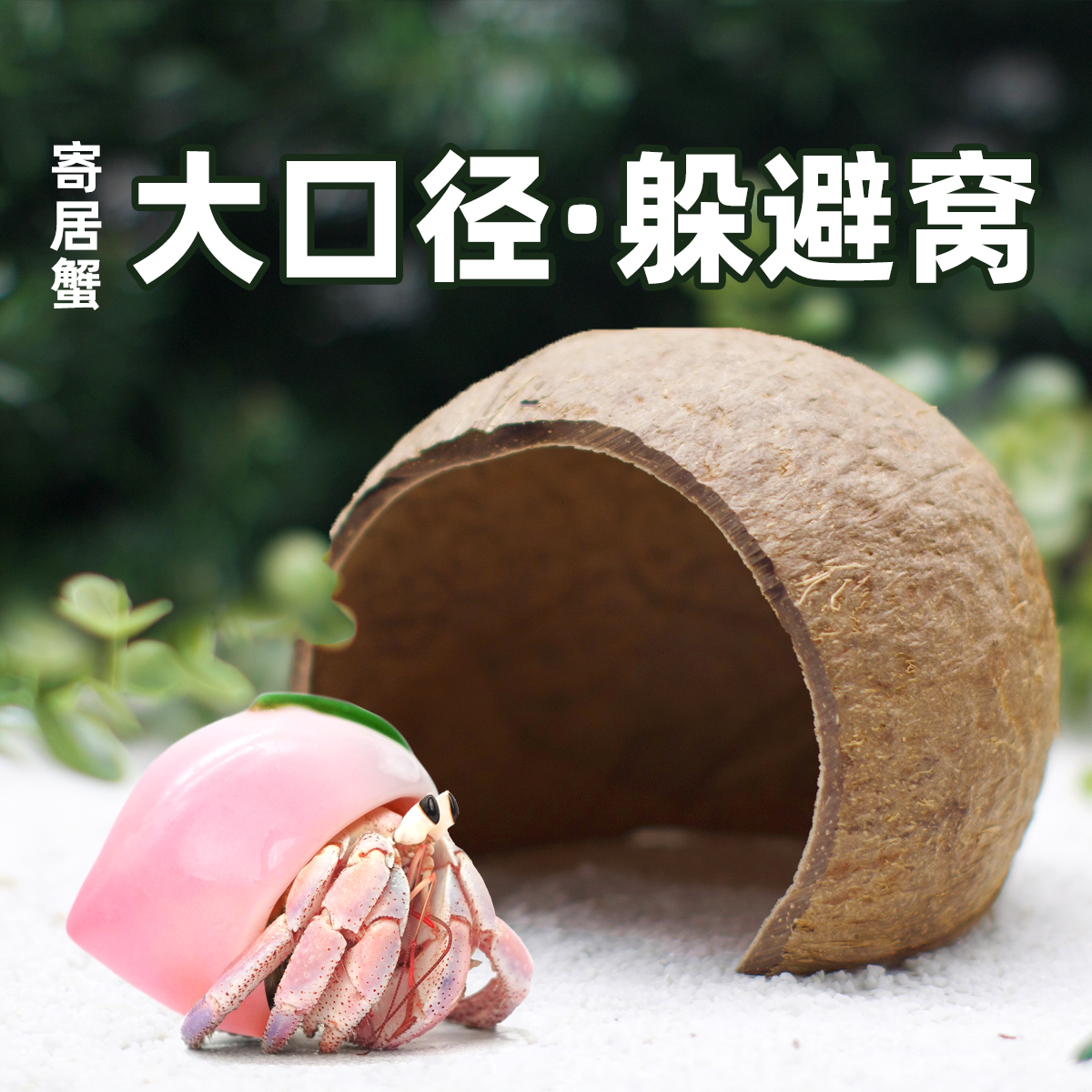 寄居蟹躲避屋窝～家小房子