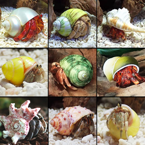 寄居蟹替换壳～房子大号小