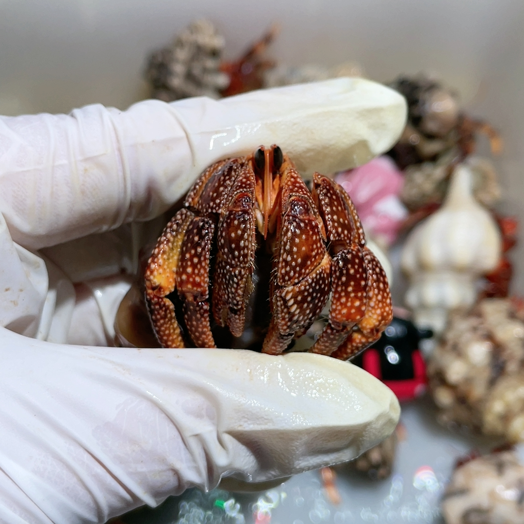 已折D027橘黑莓2.4