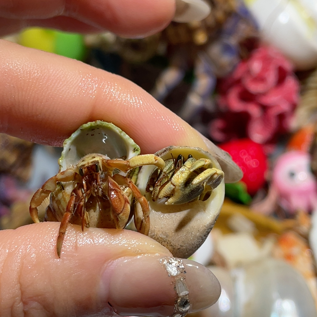 D632柠檬闺蜜