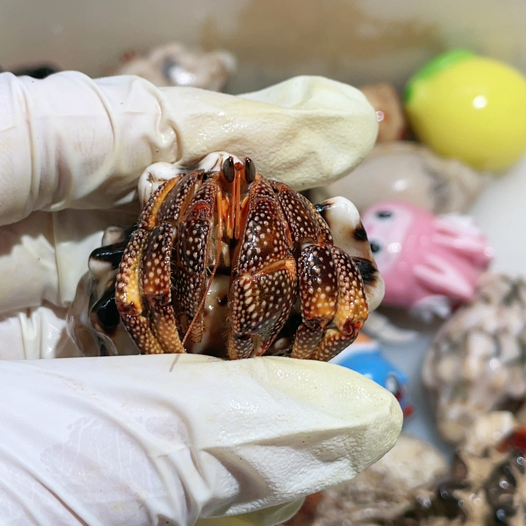 已折D037橘咖黑莓2.1