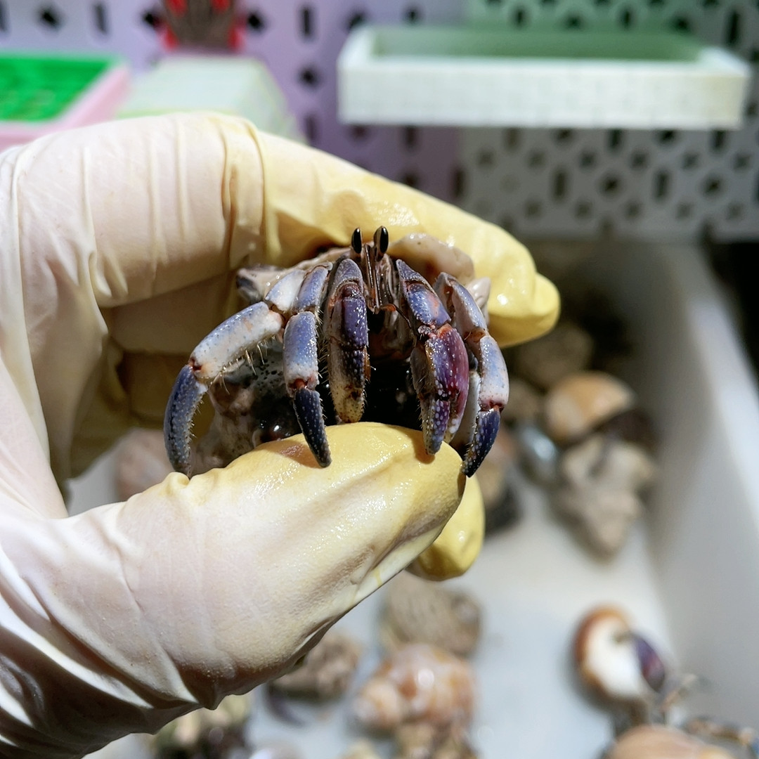 C938,宠物/宠物食品及用品,蟹,淘宝优惠券,粉丝福利购,淘宝优惠卷