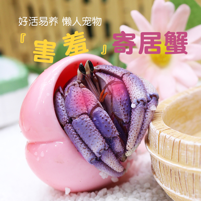 萌宠陆生寄居蟹活体～好养
