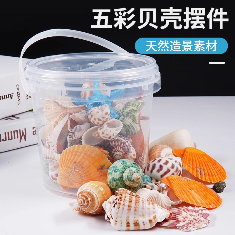 极速天然海螺贝壳海星鱼缸造景摆件创意工艺品寄居U蟹水族箱装饰