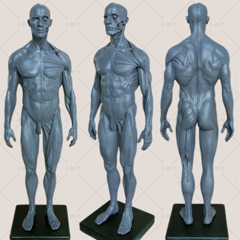 极速30cm绘画参考CG设计雕塑雕刻医G学艺用人体肌肉骨骼解剖模型
