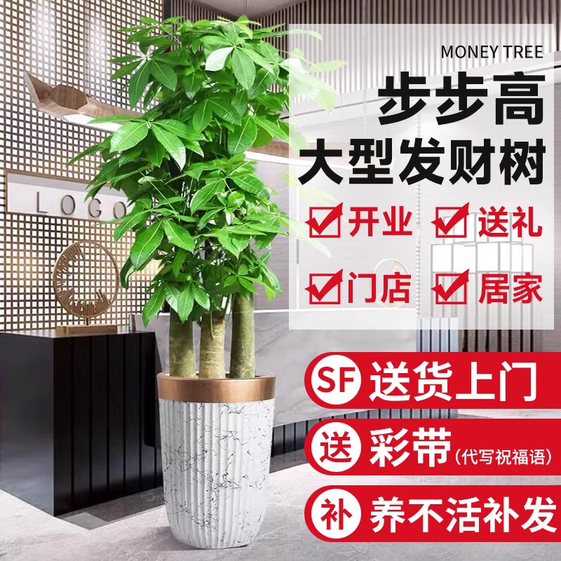 极速步步b高发财树大棵客厅开业送礼乔迁室内绿植大盆栽三杆招财