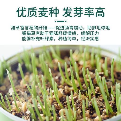 新品水培猫草杯猫草罐头盆栽种植盒种猫草猫咪排毛球小Y麦懒人猫