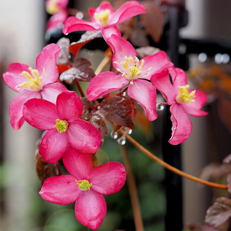 极速伟伟园艺蒙大拿铁线莲五月丽B 芙蕾达鲁宾斯 攀援庭院花园拱