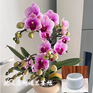 极速花之恋花卉鲜l花基地直播间 蝴蝶兰直播间盆栽带花苞绿植室内