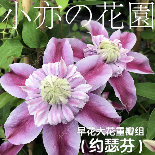 极速铁线莲重瓣组约瑟芬皇帝多蓝水晶魔法M喷泉蓝光円空琉璃蓝色