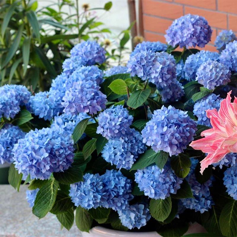 绣球花盆栽花园阳台植物庭院木本多年生花卉喜水喜阴有新品带花发