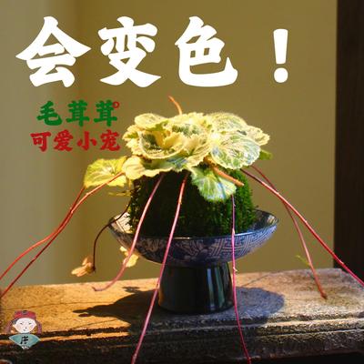 七变化苔玉球苔藓球 虎耳草御所车姬虎耳日本山野草室内桌面盆栽