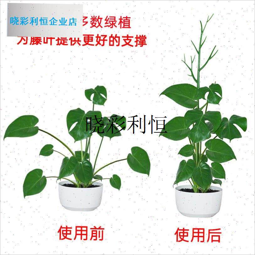 文竹支撑架植物固定防倒伏龟背B竹支撑杆绿萝爬藤花架支架园艺造l