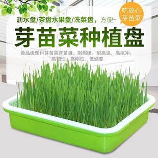 豆芽发芽盆豆苗豌豆苗育苗盘种植盘芽苗菜水培蔬菜设备芽菜育苗盒