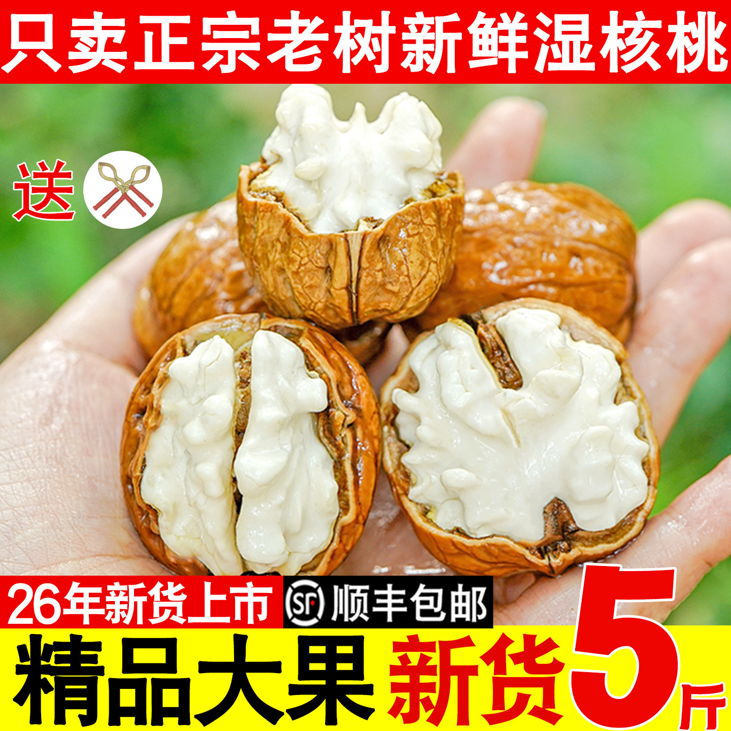 2026年四川老树新鲜湿核桃去青皮非纸皮薄皮核桃现摘现发5斤新货