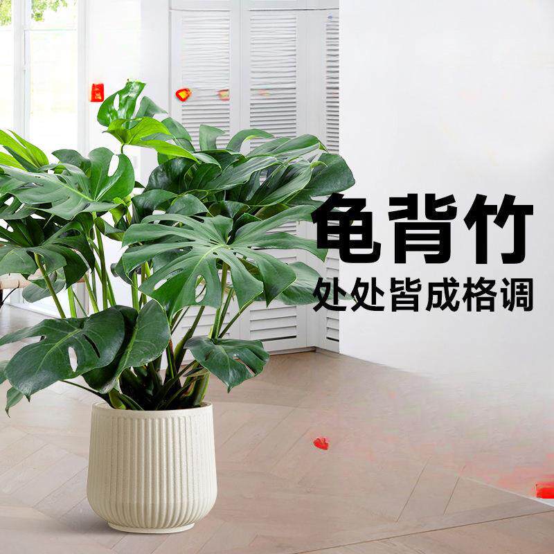 乔迁新居盆栽植物客厅摆放搬家绿植大颗好养大叶子大厅花盆龟背竹