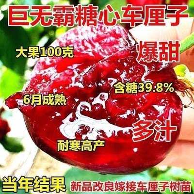 糖心车厘子树苗正宗樱桃果