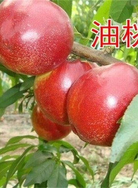 早熟果树苗 油桃苗 黄肉油桃 嫁接蜜硕油桃树苗当年结果