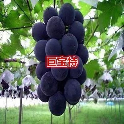 巨宝特早葡萄苗果树大爬藤