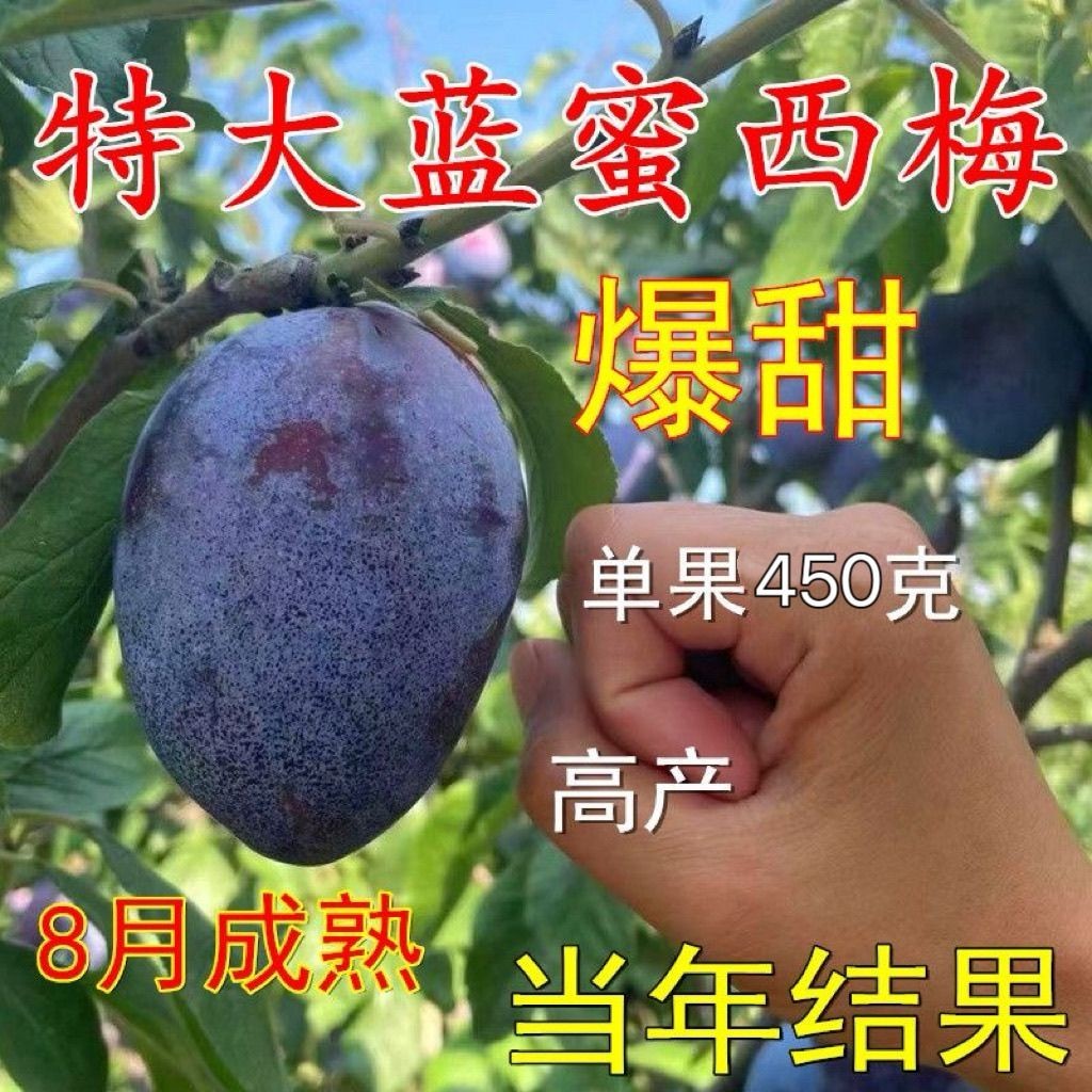 蓝蜜西梅树苗正宗嫁接大果