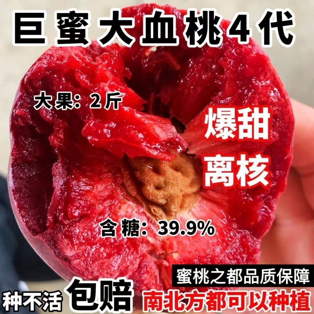 桃树苗正宗血桃子嫁接苗耐寒耐旱盆栽地栽南北方种植当年结果树苗,农用物资,果树种子/种苗,淘宝优惠券,粉丝福利购,淘宝优惠卷