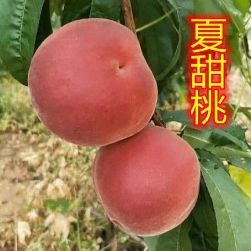 桃树苗嫁接夏甜桃水蜜桃果树苗南方北方种植盆栽地栽当年结果桃树,农用物资,果树种子/种苗,淘宝优惠券,粉丝福利购,淘宝优惠卷