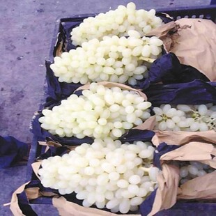 白鸡心马奶提子葡萄大苗果树果苗爬藤南被方种植葡萄树苖