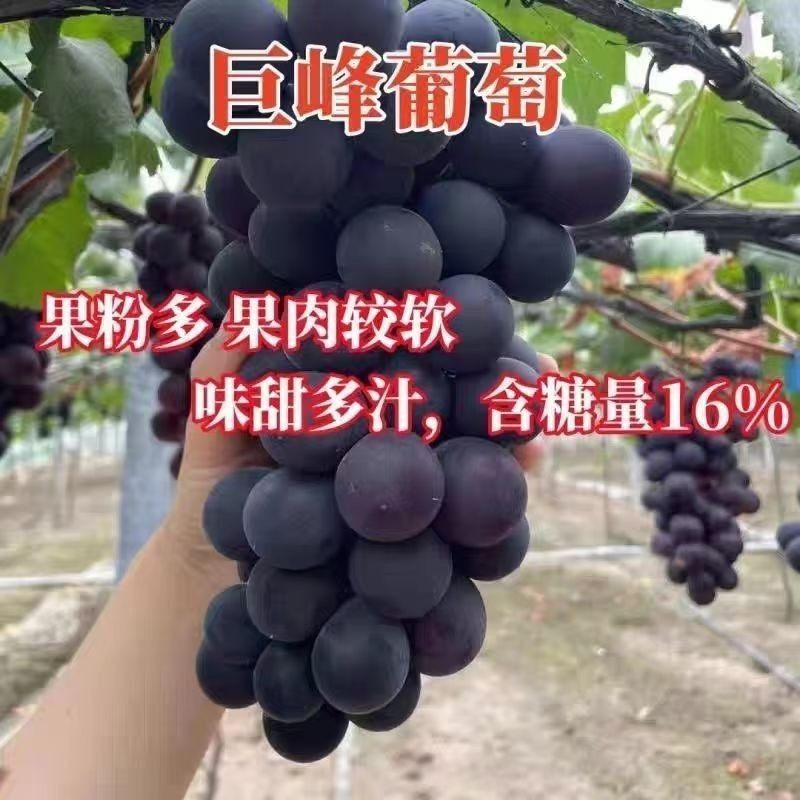 巨峰葡萄苗果树苗特大爬藤南北方种植盆栽地栽耐寒葡萄苖当年结果,农用物资,果树种子/种苗,淘宝优惠券,粉丝福利购,淘宝优惠卷