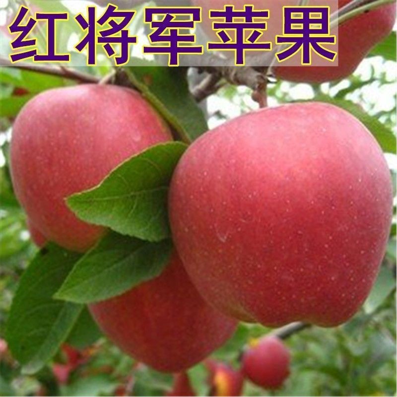 红将军苹果树苗盆栽地嫁接