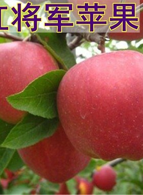 红将军苹果树苗盆栽地栽嫁接新红星 果树苗南方北方种植当年结果