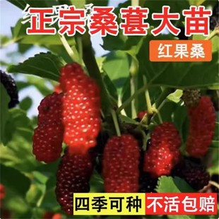 桑果树苗嫁接桑果树苗中国黑桑白玉桑当年结果四季种植抗寒品种