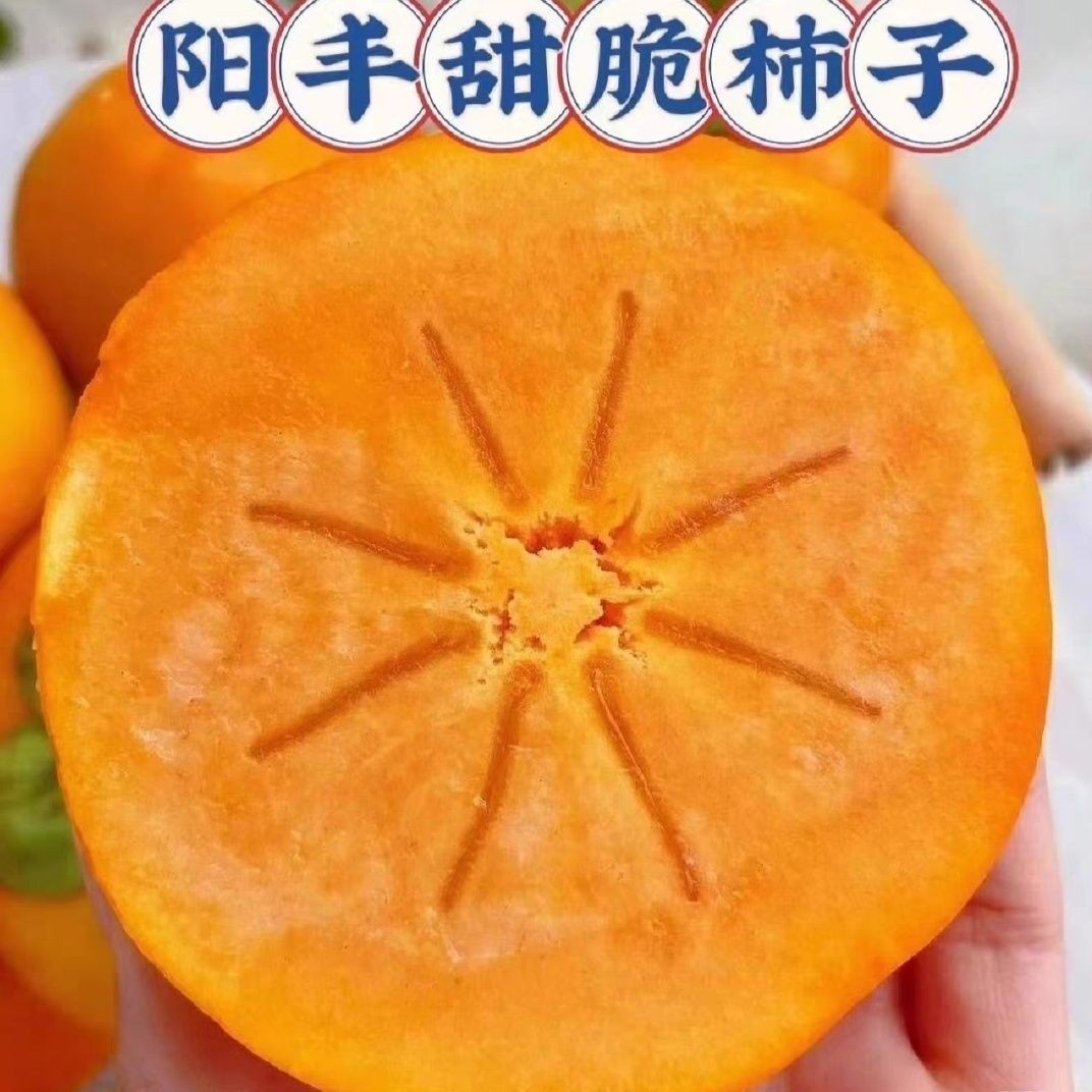 柿子苗树嫁接果南北方种植