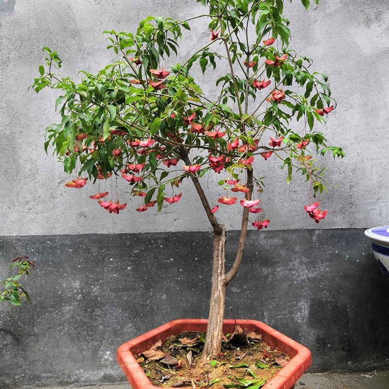 金丝吊蝴蝶树苗陕西大叶卫矛摇钱树苗原生嫁接金线吊蝴蝶苗调蝴蝶