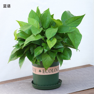 除甲醛绿植净化空气植物系列 绿萝龟背竹吊兰常春藤盆栽 全国